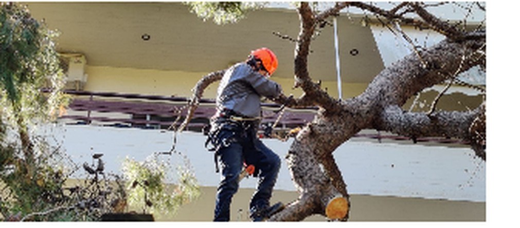 Καθαρισμός Οικοπέδων