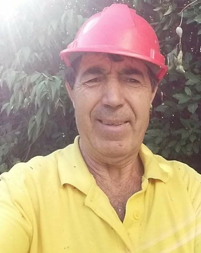 Κλάδεμα Δέντρων